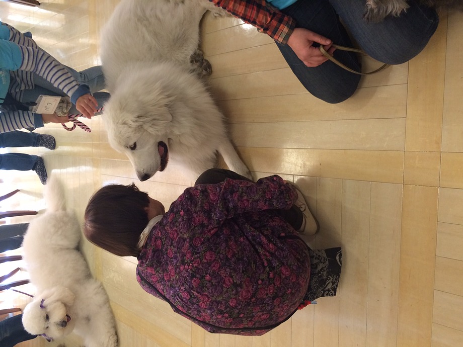 シェルティを飼っていたと仰るゲスト様。ピレネー犬に釘付けに!(^^)!