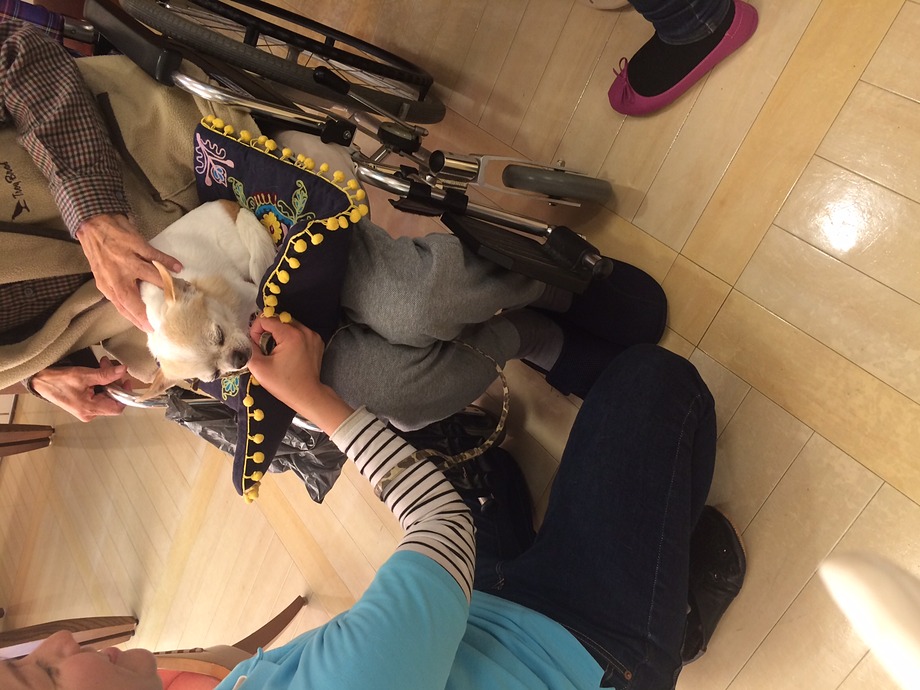 お膝の上で抜群の安定感を持つチワワのあらし君！！置物のよう…