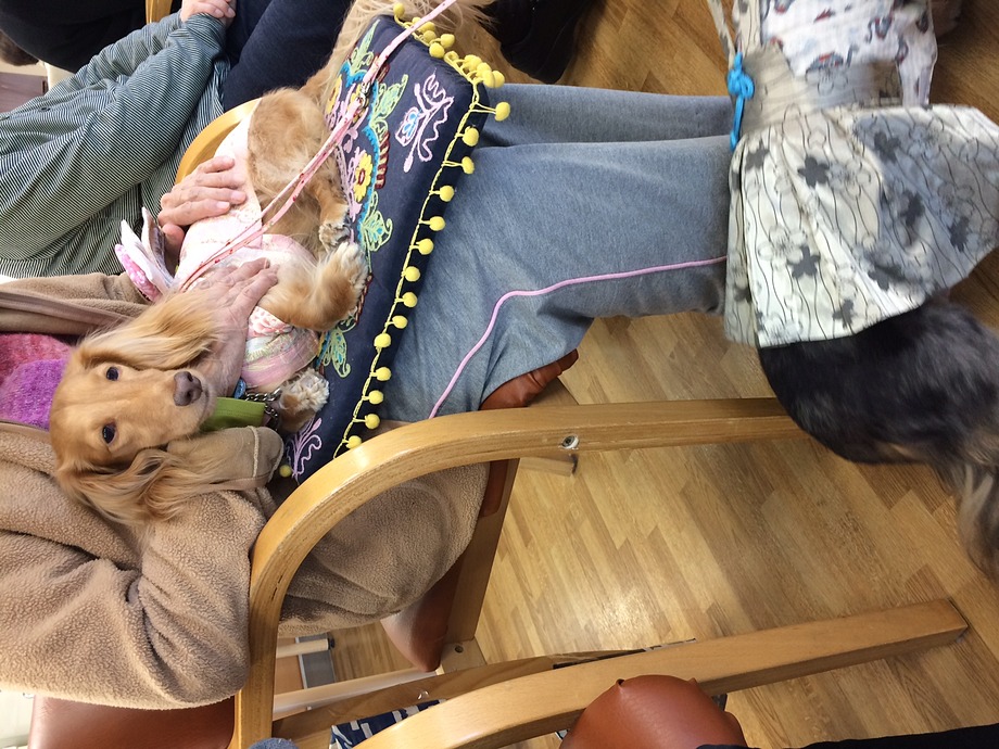 チームダックスの唯一の女の子「ロゼオ」さん♪堂々たるものです(^^♪