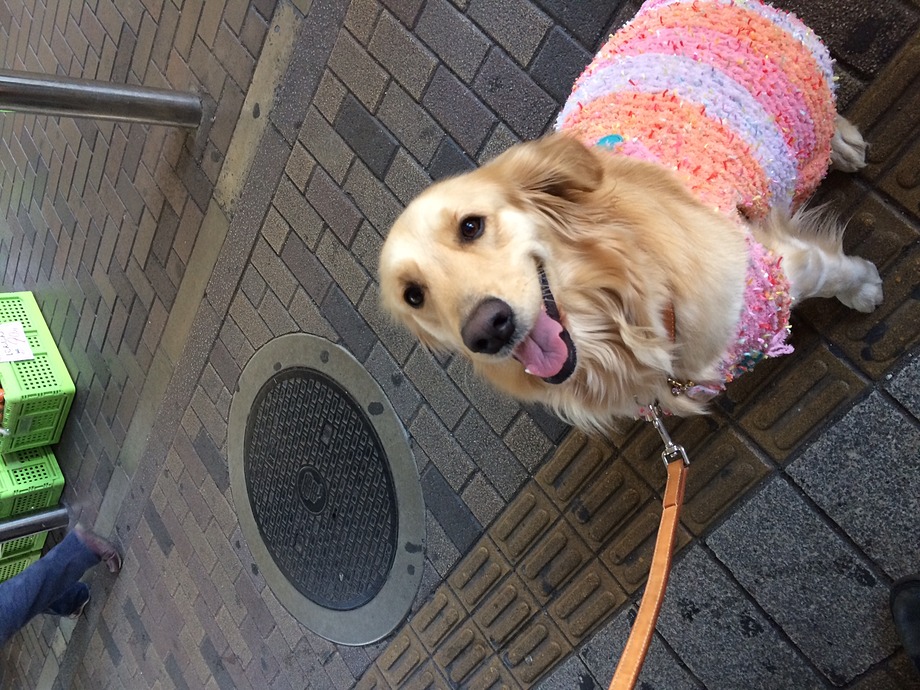 セラピードッグ「デュロン」のDVDをプレゼントされセラピードッグの道へ